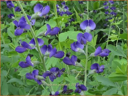 Baptisia australis
