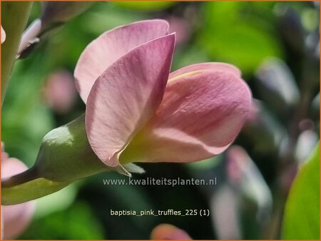 Baptisia 'Pink Truffles'