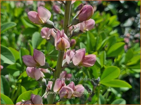 Baptisia 'Pink Truffles'
