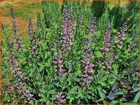 Baptisia 'Pink Truffles'