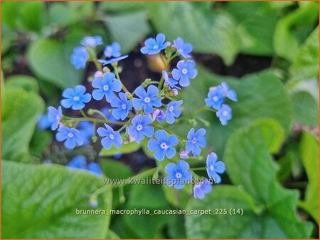 Brunnera macrophylla 'Caucasian Carpet'