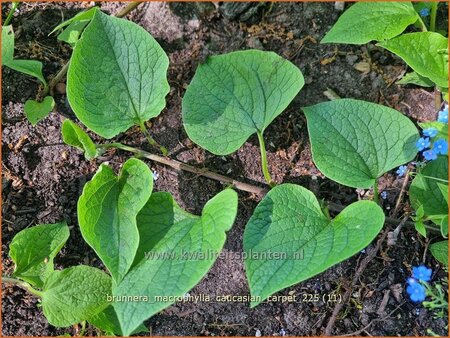 Brunnera macrophylla 'Caucasian Carpet'