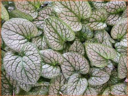 Brunnera macrophylla 'Mega Heart'