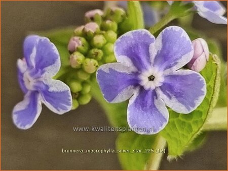 Brunnera macrophylla 'Silver Star'