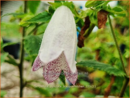 Campanula punctata 'Blaupünktchen'
