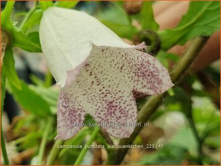 Campanula punctata 'Blaupünktchen'