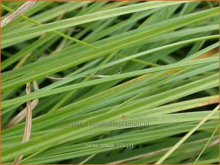 Carex rosea