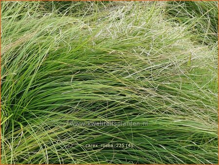Carex rosea