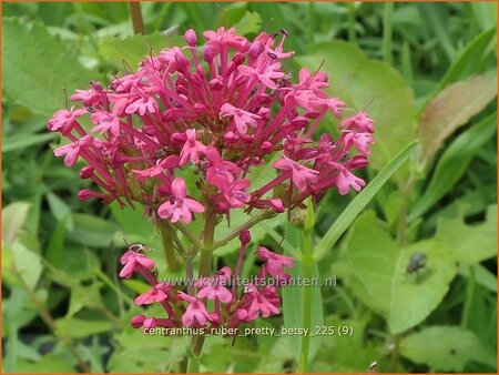 Centranthus ruber 'Pretty Betsy'