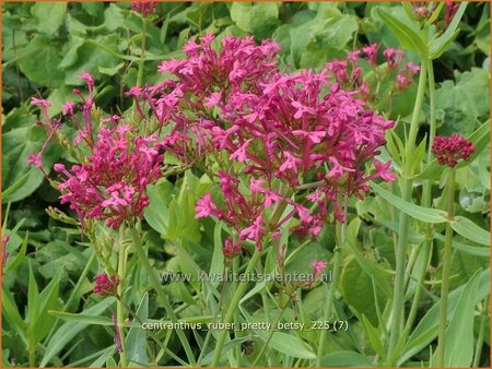 Centranthus ruber 'Pretty Betsy'