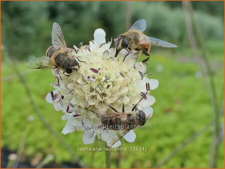 Cephalaria leucantha