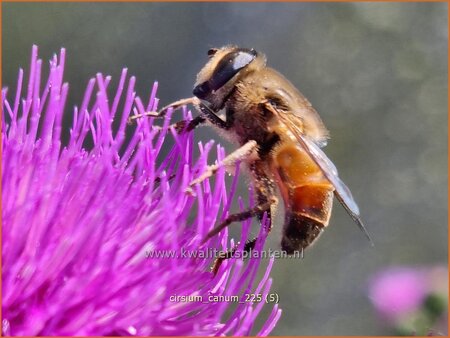 Cirsium canum