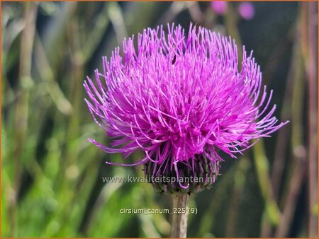 Cirsium canum