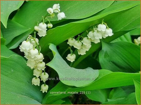 Convallaria majalis