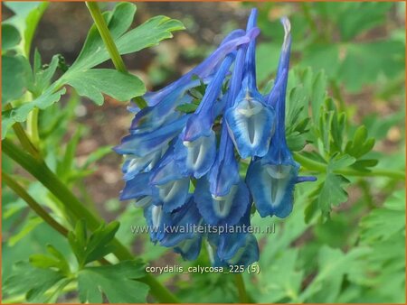 Corydalis calycosa