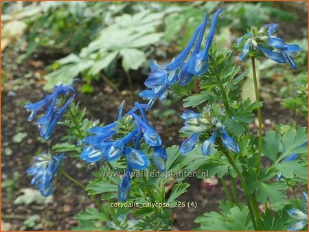 Corydalis calycosa