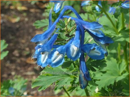 Corydalis calycosa