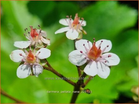 Darmera peltata 'Nana'