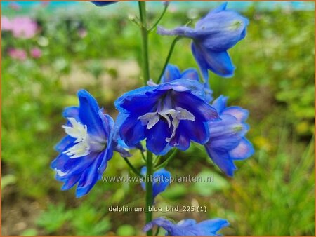 Delphinium 'Blue Bird'