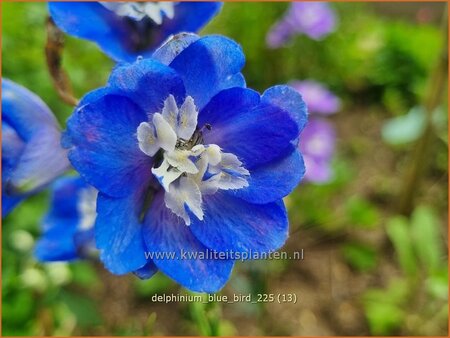 Delphinium 'Blue Bird'