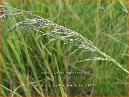 Deschampsia cespitosa 'Pixie Fountain'