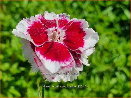 Dianthus allwoodii 'Alice'