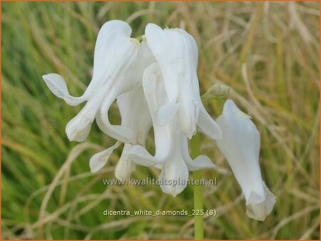 Dicentra 'White Diamonds'