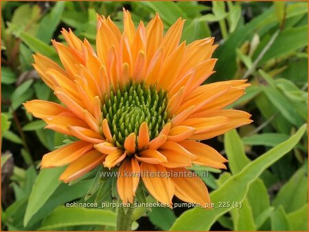 Echinacea purpurea 'Sunseekers Pumpkin Pie'