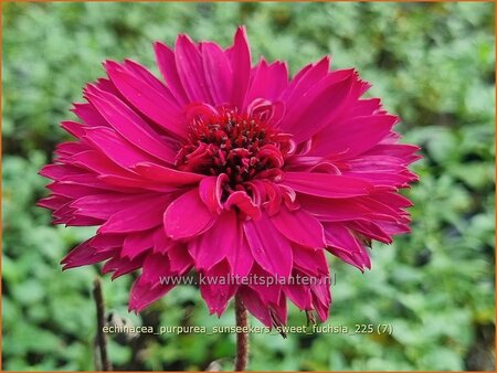 Echinacea purpurea 'Sunseekers Sweet Fuchsia'