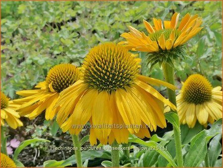 Echinacea purpurea 'Sunseekers Yellow'