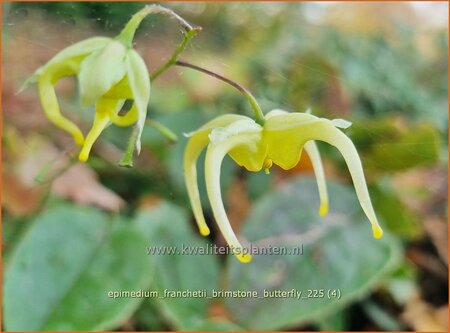 Epimedium franchetii 'Brimstone Butterfly'