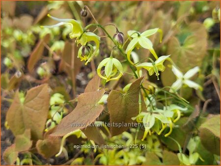 Epimedium lishihchenii