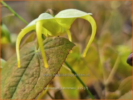 Epimedium lishihchenii