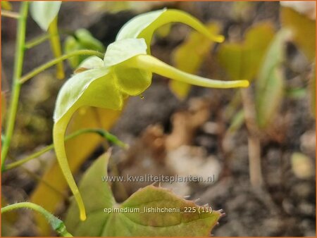 Epimedium lishihchenii