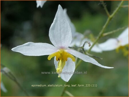 Epimedium stellulatum 'Long Leaf Form'