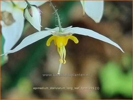 Epimedium stellulatum 'Long Leaf Form'
