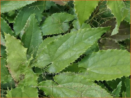 Epimedium stellulatum 'Long Leaf Form'