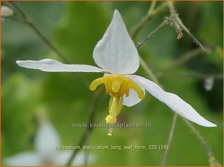Epimedium stellulatum 'Long Leaf Form'