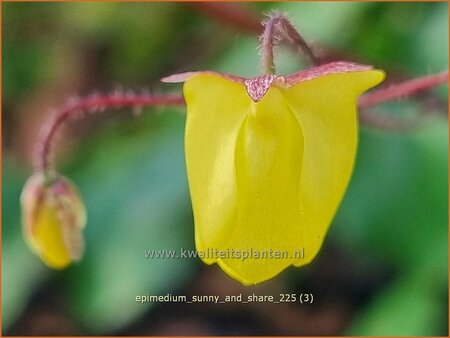 Epimedium 'Sunny and Share'