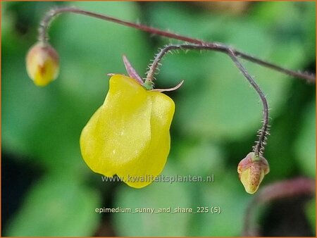 Epimedium 'Sunny and Share'