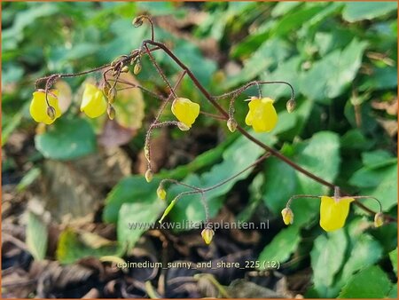 Epimedium 'Sunny and Share'