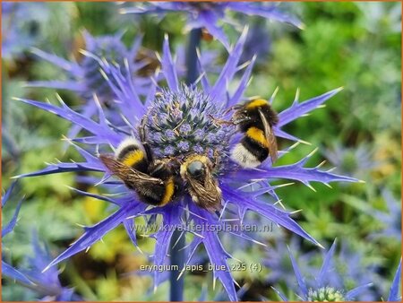 Eryngium 'Lapis Blue'