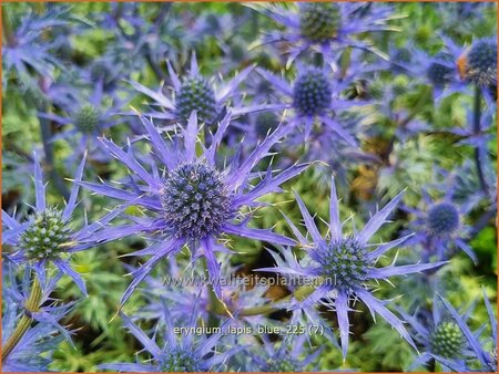 Eryngium 'Lapis Blue'