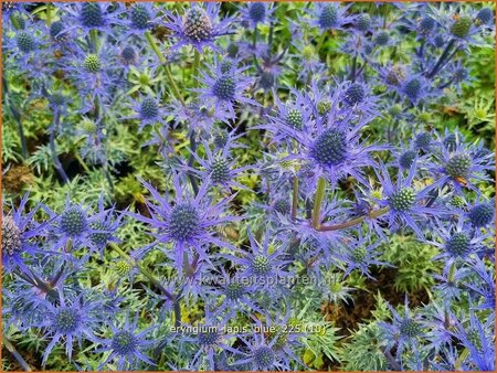 Eryngium 'Lapis Blue'