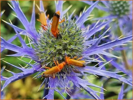 Eryngium 'Lapis Blue'