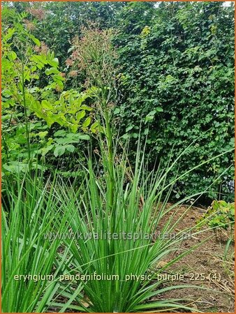 Eryngium pandanifolium 'Physic Purple'