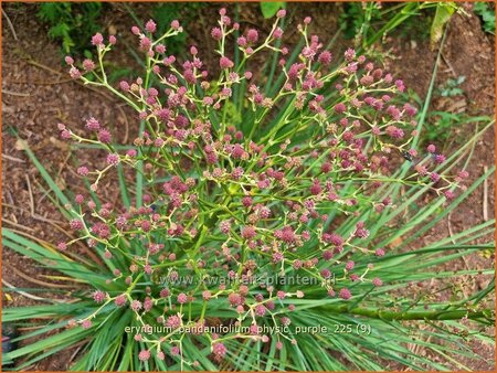Eryngium pandanifolium 'Physic Purple'