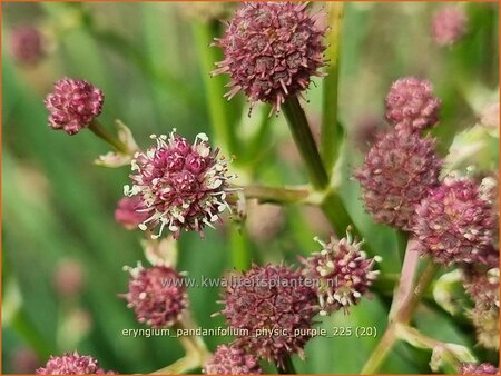 Eryngium pandanifolium 'Physic Purple'