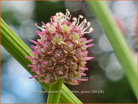 Eryngium pandanifolium 'Physic Purple'