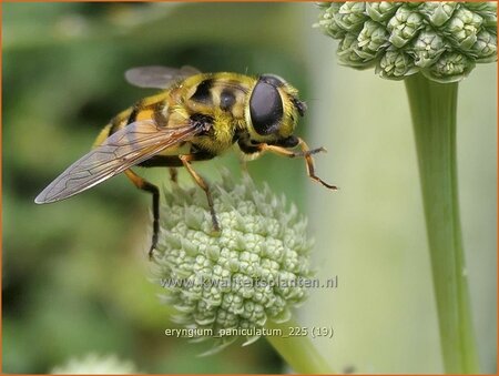 Eryngium paniculatum